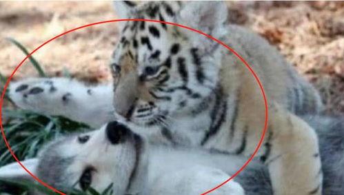 大哥爆料小老虎视频大全,小老虎视频大全精彩瞬间大放送